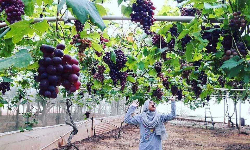 Azizi&Yati Muslim Homestay Cameron Highlands Esterno foto